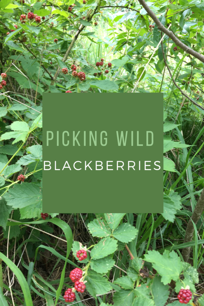 Wild black berry bush with ripening fruit
