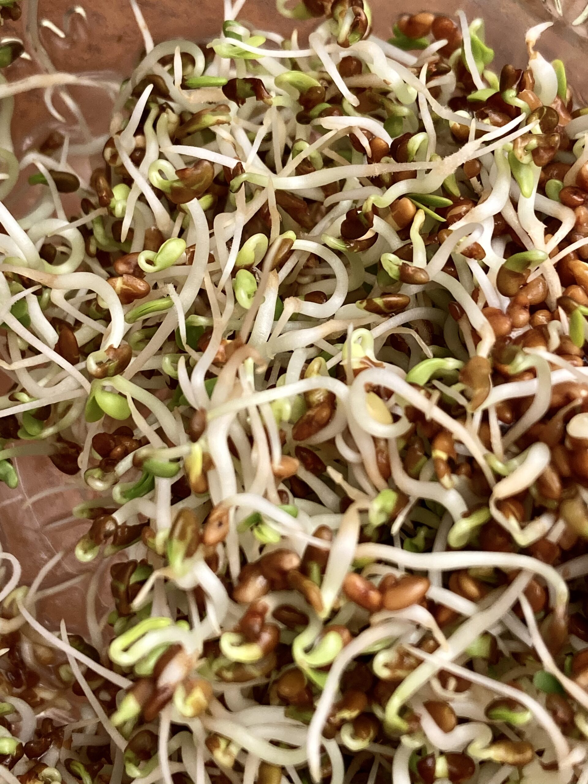 Alfalfa Sprouts. How to grow alfalfa Sprouts.